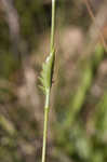 Blueflower eryngo